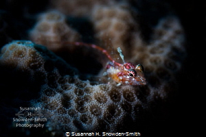 A brightly-colored flagfin glass blenny rests on coral.  ... by Susannah H. Snowden-Smith 